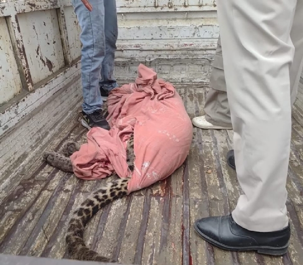 হিমাচলের মান্ডিতে চিতাবাঘের হামলা! মৃত এক, আহত পাঁচ