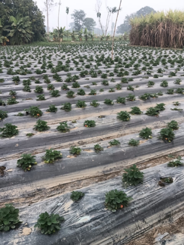 স্ট্রবেরি চাষে জৌনপুরের কৃষকদের লক্ষাধিক টাকার আয়