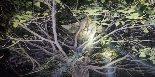 হাতির আতঙ্কে গাছে রাত কাটাতে বাধ্য গ্রামবাসী, ছ’দিন ধরে অনুপপুরের ধাঙ্গাওয়ান বিটে তিন হাতির ডেরা