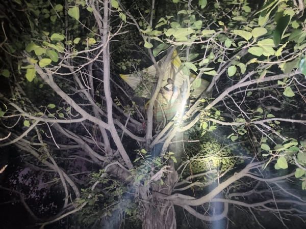 হাতির আতঙ্কে গাছে রাত কাটাতে বাধ্য গ্রামবাসী, ছ’দিন ধরে অনুপপুরের ধাঙ্গাওয়ান বিটে তিন হাতির ডেরা