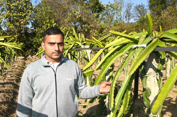 ড্রাগন ফল চাষে সাফল্যের দৃষ্টান্ত স্থাপন করলেন হিমাচলের প্রেমচন্দ