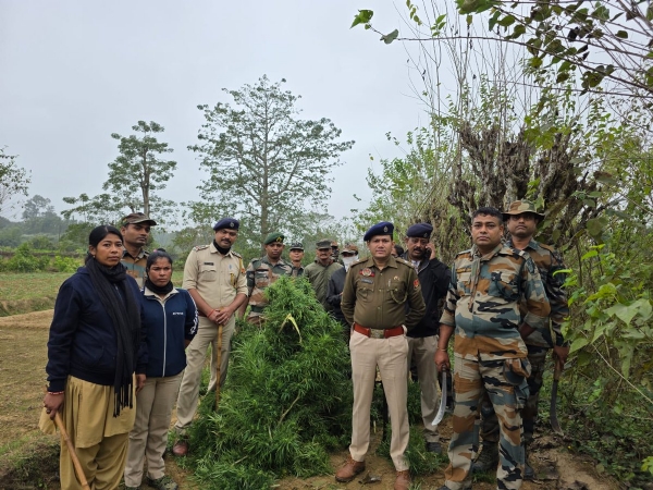 গাঁজা বাগিচা ধ্বংস গাঁজা বাগিচা ধ্বংস