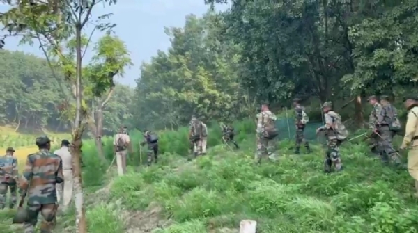 গাঁজা বাগিচা ধ্বংস গাঁজা বাগিচা ধ্বংস