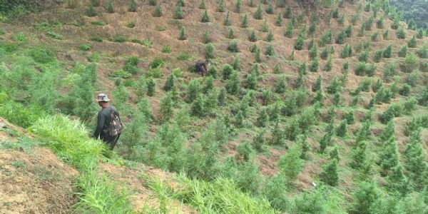 সিপাহীজলায় ৭৫ কোটি টাকার গাঁজা গাছ ধ্বংস