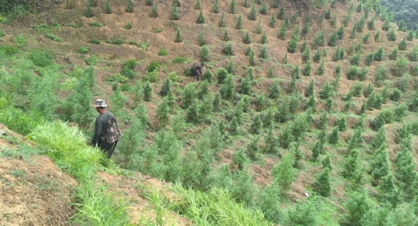 গাঁজা বাগিচা ধ্বংস