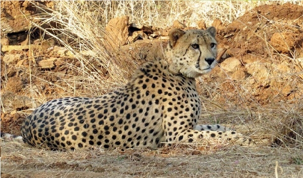 আন্তর্জাতিক চিতা দিবসে কুনোতে তিন চিতার মুক্তি আন্তর্জাতিক চিতা দিবসে কুনোতে তিন চিতার মুক্তি
