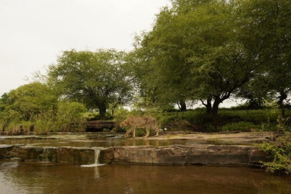 আন্তর্জাতিক চিতা দিবস