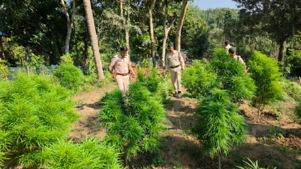 গাঁজা গাছ ধ্বংস