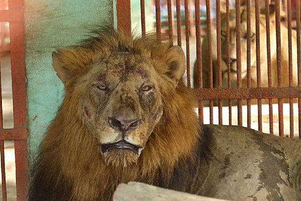 খাঁচা থেকে বেরিয়ে পড়ল সিংহী, হুলুস্থুল বাংলাদেশের চিড়িয়াখানায় খাঁচা থেকে বেরিয়ে পড়ল সিংহী, হুলুস্থুল বাংলাদেশের চিড়িয়াখানায়