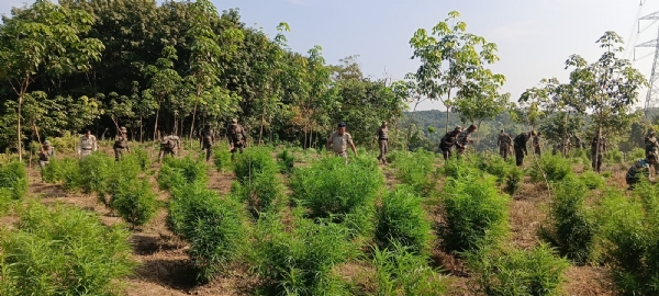 গাঁজা বাগিচা ধ্বংস