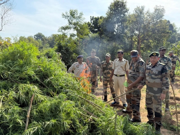 গাঁজা বাগিচা ধ্বংস গাঁজা বাগিচা ধ্বংস