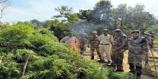এক লক্ষ গাঁজা গাছ ধ্বংস করল যাত্রাপুর থানার পুলিশ