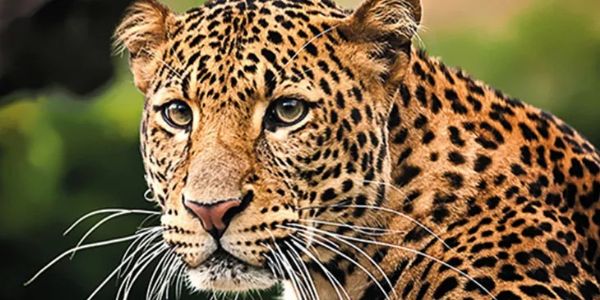 জলপাইগুড়ির ধলাবাড়ি-লালবাড়ি গ্রামে চিতার হামলা, এক পুলিশ কর্মী-সহ জখম ৩