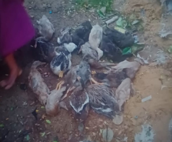 ৭০টি হাঁসের মৃত্যু