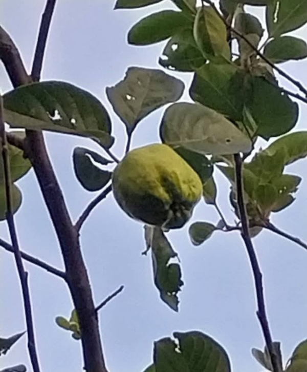ডিমা হাসাওয়ে আপেল গাছে ফল