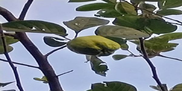 ডিমা হাসাওয়ের ছোট লাইসং গ্রামে আপেল চাষ, ফল ধরায় খুশি চাষি