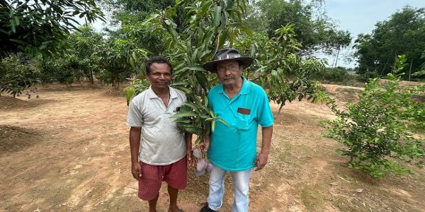 কাঁকুড়ে মাটিতে ‘সূর্য কিরণের ডিম’, কাঁকসায় ফলছে বিশ্বের দামি মিয়াজাকি আম