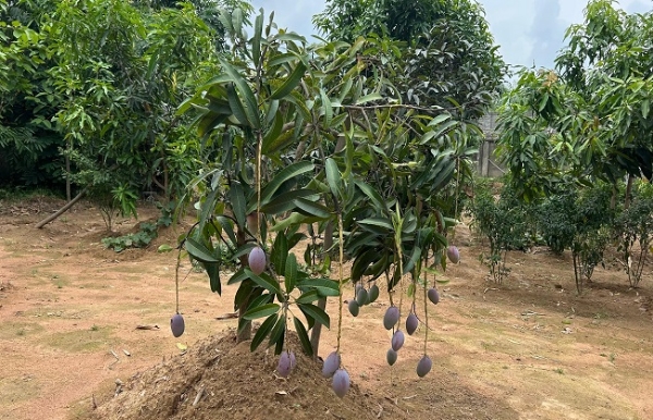 বিশ্বের সব থেকে দামি আম, কাঁকসার কাঁকুড়ে মাটিতে ফলছে মিয়াজাকি, ফ্লোরিডা ব্ল্যাক ম্যাঙ্গো
