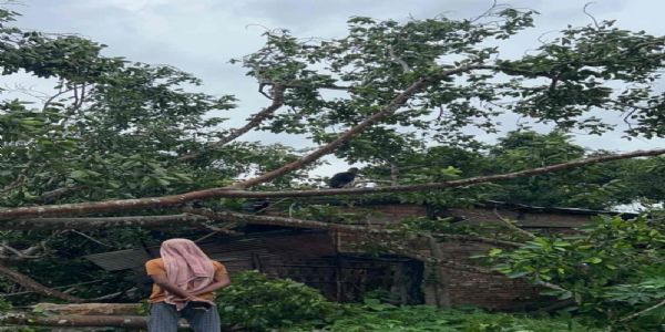 ধারা বর্ষণ, রাঙামাটিতে ভে‌ঙে পড়েছে প্রাচীন বটগাছ, বিচ্ছিন্ন সড়ক যোগা‌যোগ, ক্ষ‌তিগ্রস্ত দু‌টি বসতঘর