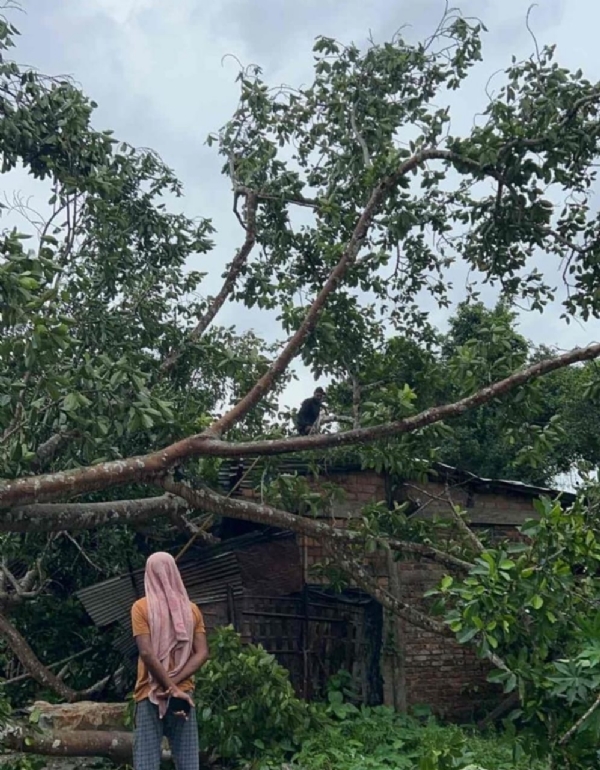 রাঙামাটিতে ভেঙে পড়েছে প্রাচীন বটগাছ