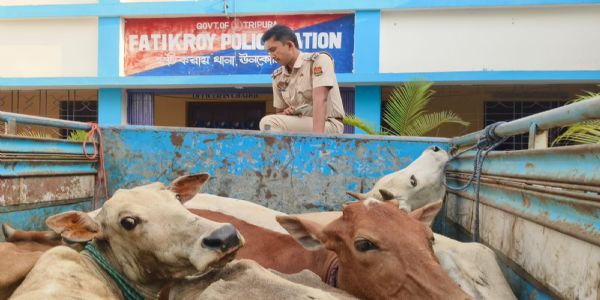 পাচারকালে গরু বোঝাই গাড়ি আটক করল পুলিশ