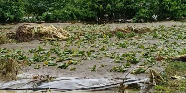 অতিবৃষ্টিতে ফসলের ব্যাপক ক্ষতি খোয়াই জেলায়, মাথায় হাত চাষিদের