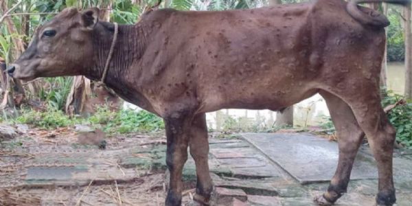 পাথারকা‌ন্দির গ্রামাঞ্চল ও চা বাগান এলাকায় লা‌ম্পি নামক চর্মরো‌গে আক্রান্ত গবা‌দি পশু