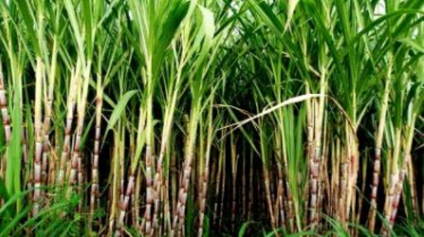 উৎপাদন ও লাভ বাড়াতে আখচাষে উদ্ভাবন, কৃষকদের পাশে যোগী সরকার