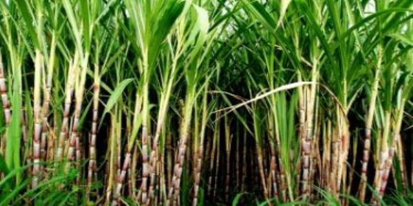উৎপাদন ও লাভ বাড়াতে আখচাষে উদ্ভাবন, কৃষকদের পাশে যোগী সরকার