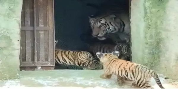 রেকর্ড রাজস্থানে, বাঘিনীর কোলে একসঙ্গে ৫টি শাবক