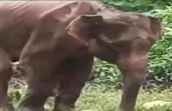 ঝাড়খণ্ডে পরপর তিন হাতির মৃত্যু, শোকে স্তব্ধ গ্রামবাসীরা