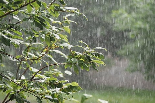 ঝাড়খণ্ডের পালামৌ জেলায় সর্বোচ্চ ২০৪ মিমি বৃষ্টিপাত