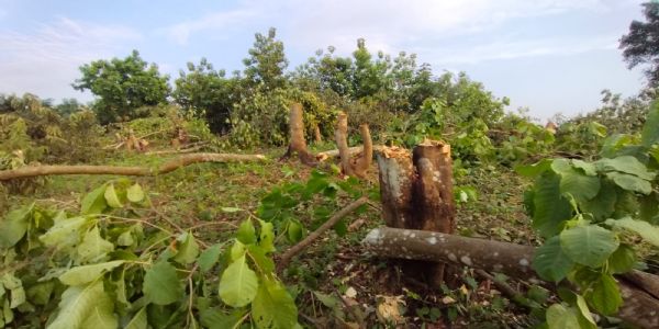 ত্রিপুরায় ৯০০ কানি বনাঞ্চল ধ্বংসের মুখে, বন দফতর নীরব দর্শক