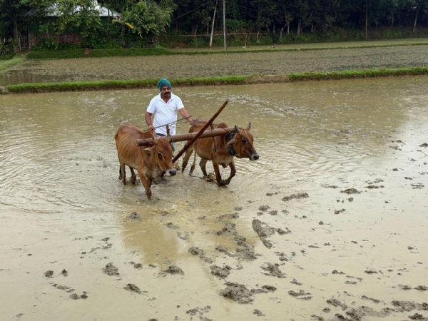 বিধায়কের চাষাবাদ