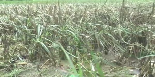বন্যায় মাটিতে মিশে গেল আখ গাছ, মোরাদাবাদে মাথায় চাষিদের