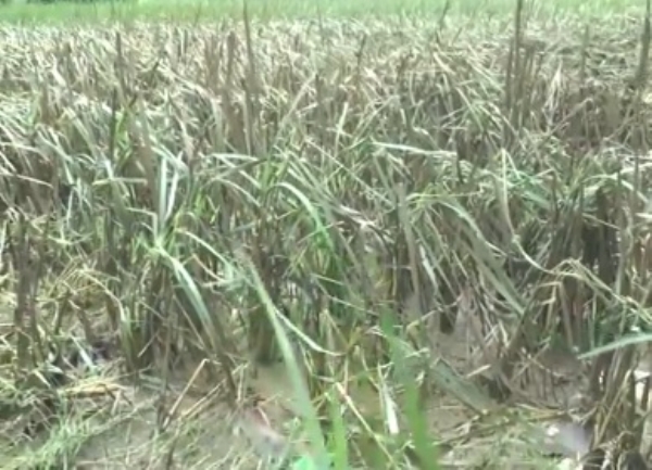 বন্যায় মাটিতে মিশে গেল আখ গাছ, মোরাদাবাদে মাথায় চাষিদের