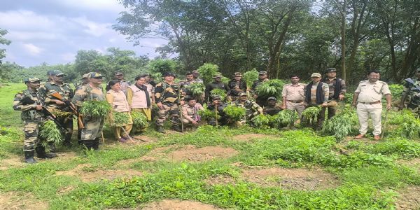 ২ লক্ষ ২৮ হাজার গাঁজা গাছ ধ্বংস করল সোনামুড়া থানার পুলিশ