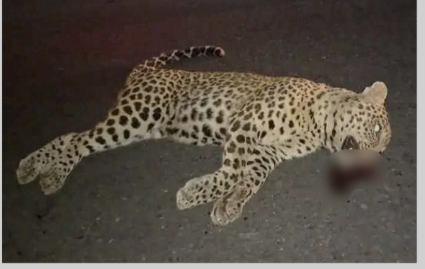 আলিপুরদুয়ারে গাড়ির ধাক্কায় চিতাবাঘের মৃত্যু
