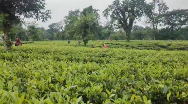 চা বাগান