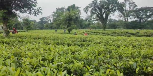 ত্রিপুরার চা শিল্পের বিকাশে গুরুত্বারোপ সিওপিইউ-এর
