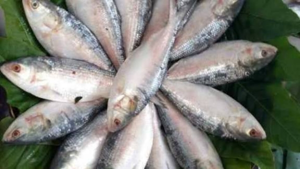 ইলিশ মাছ
