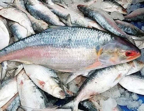পদ্মা নদীর ইলিশ মাছ ঘিরে চড়ছে উৎসাহের পারদ