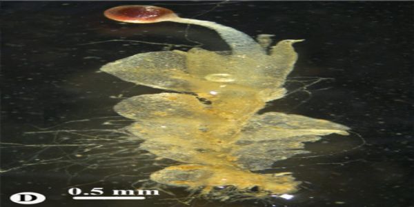 নতুন এক প্রজাতির লিভারওর্ট উদ্ভিদ আবিষ্কৃত