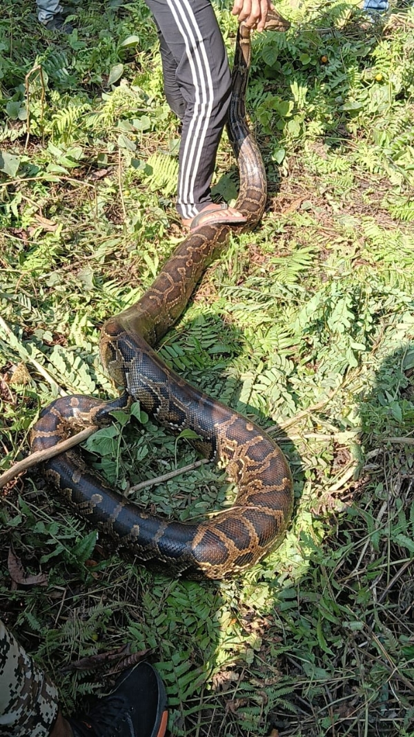 পাইথন উদ্ধার