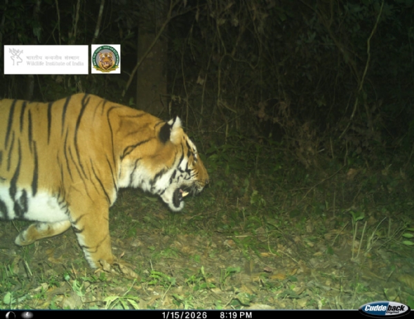 বক্সা টাইগার রিজার্ভে দেখা মিলল পূর্ণ দৈর্ঘ্য বাঘের