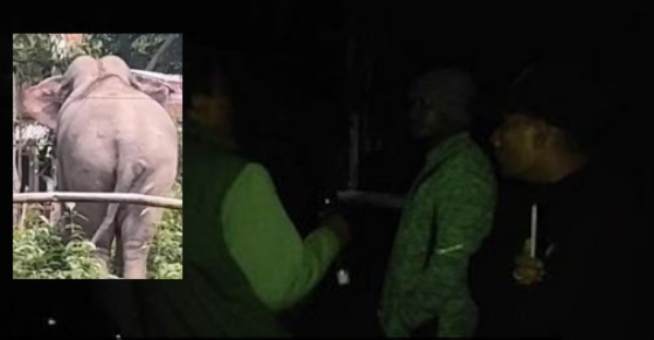 কালিয়াবরে বুনো হাতি তাড়াতে বনকৰ্মীরা (ইনসেটে হাতির ফাইল ফটো)