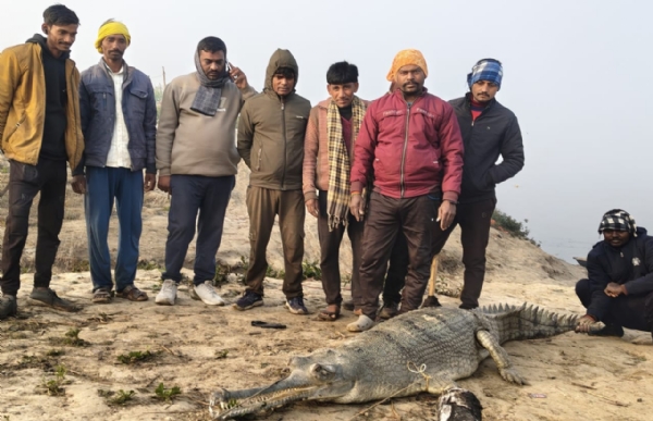 মির্জাপুরের গঙ্গা ঘাটে দেখা মিলল সাত ফুট লম্বা কুমিরের
