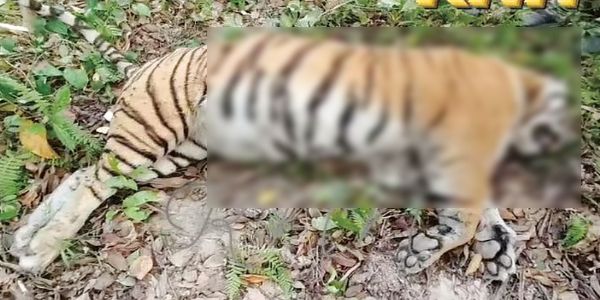 কাজিরাঙা জাতীয় উদ্যানে উদ্ধার বাঘিনীর মৃতদেহ