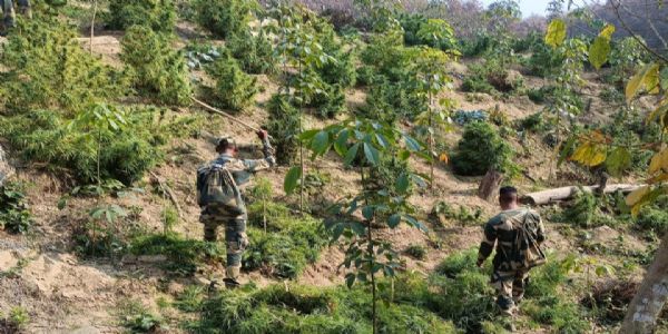 যাত্রাপুরে গাঁজা ধ্বংস অভিযান, পুড়িয়ে নষ্ট প্রায় ৪ লক্ষ ফলন্ত গাছ