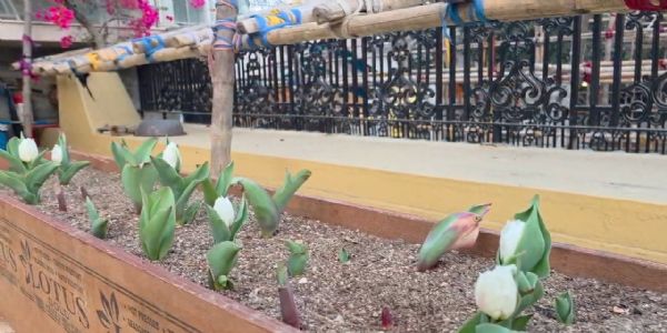 কাশ্মীরের টিউলিপ এবার ফুলিয়ায়, বাড়ির আঙিনায় ফুটল রঙিন স্বপ্ন